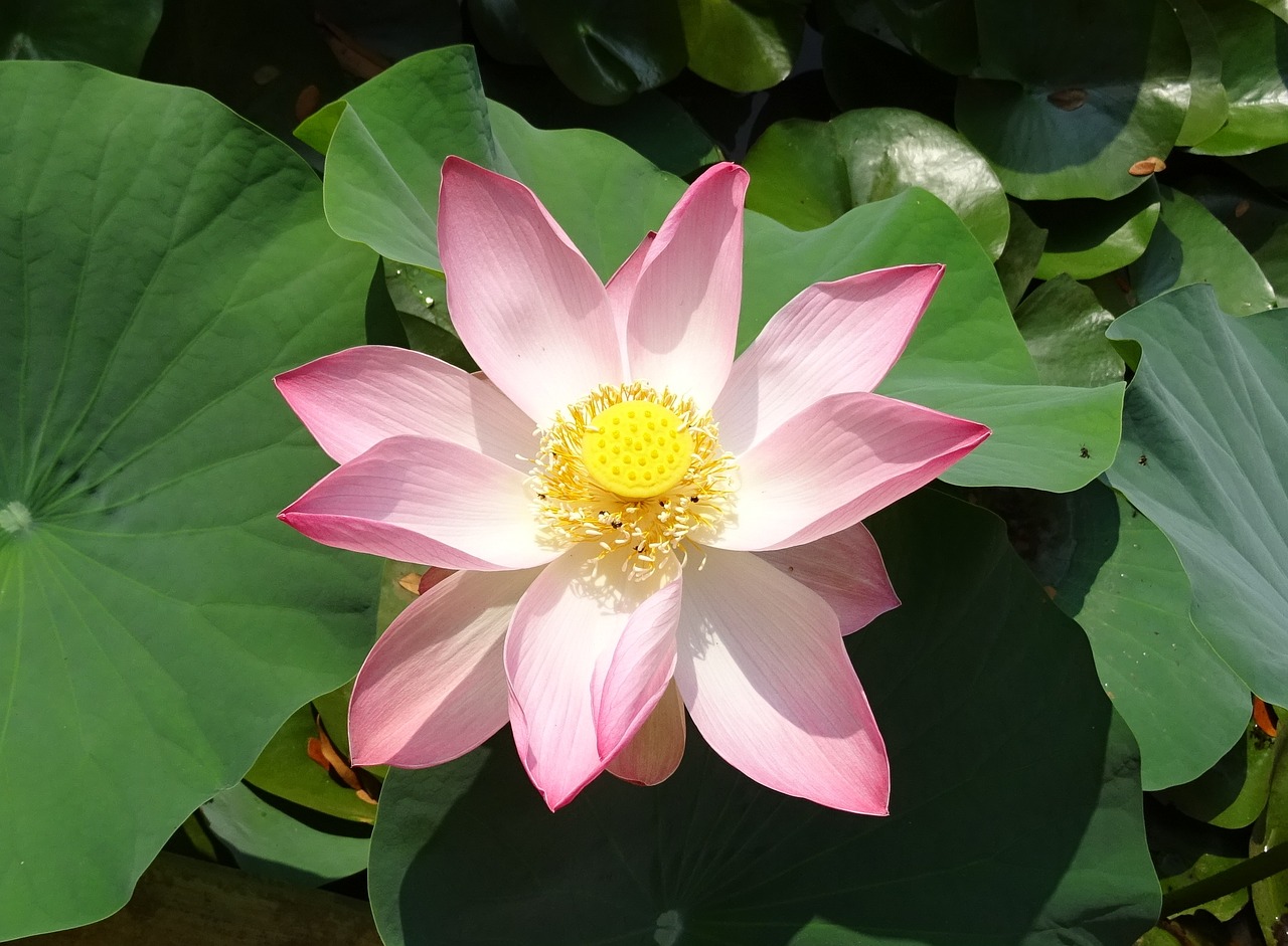 Image - lotus flower pink nelumbo nucifera