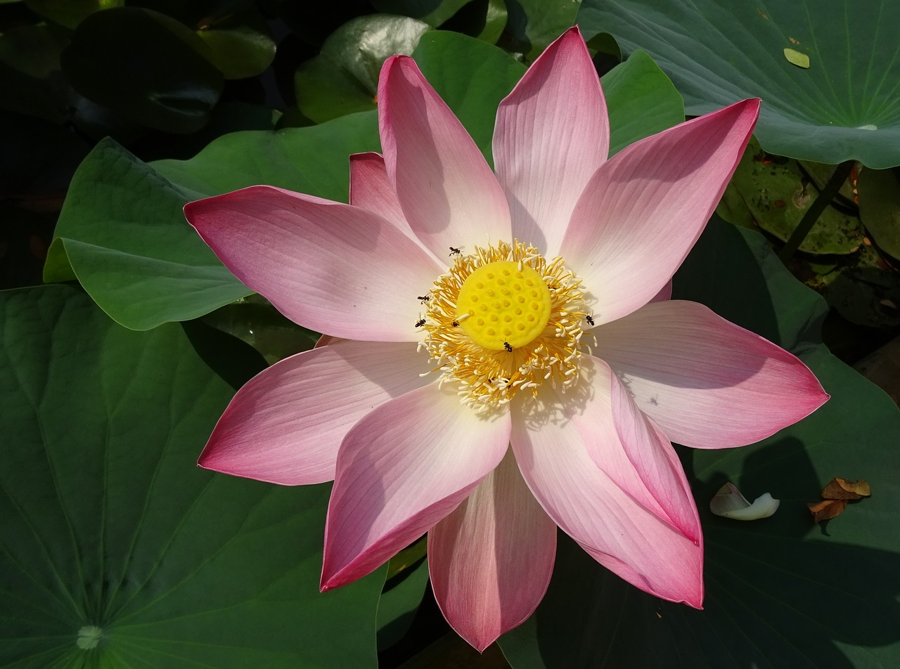 Image - lotus flower pink nelumbo nucifera