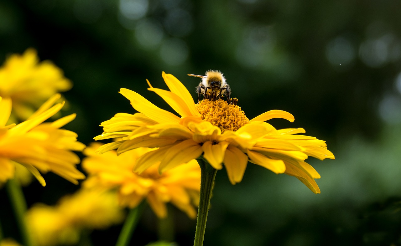 Image - yellow woman eye flower nature