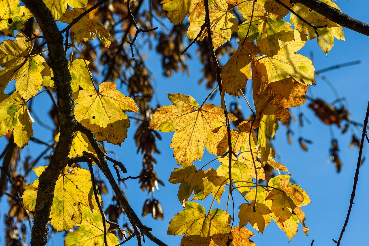 Image - deciduous tree autumn november