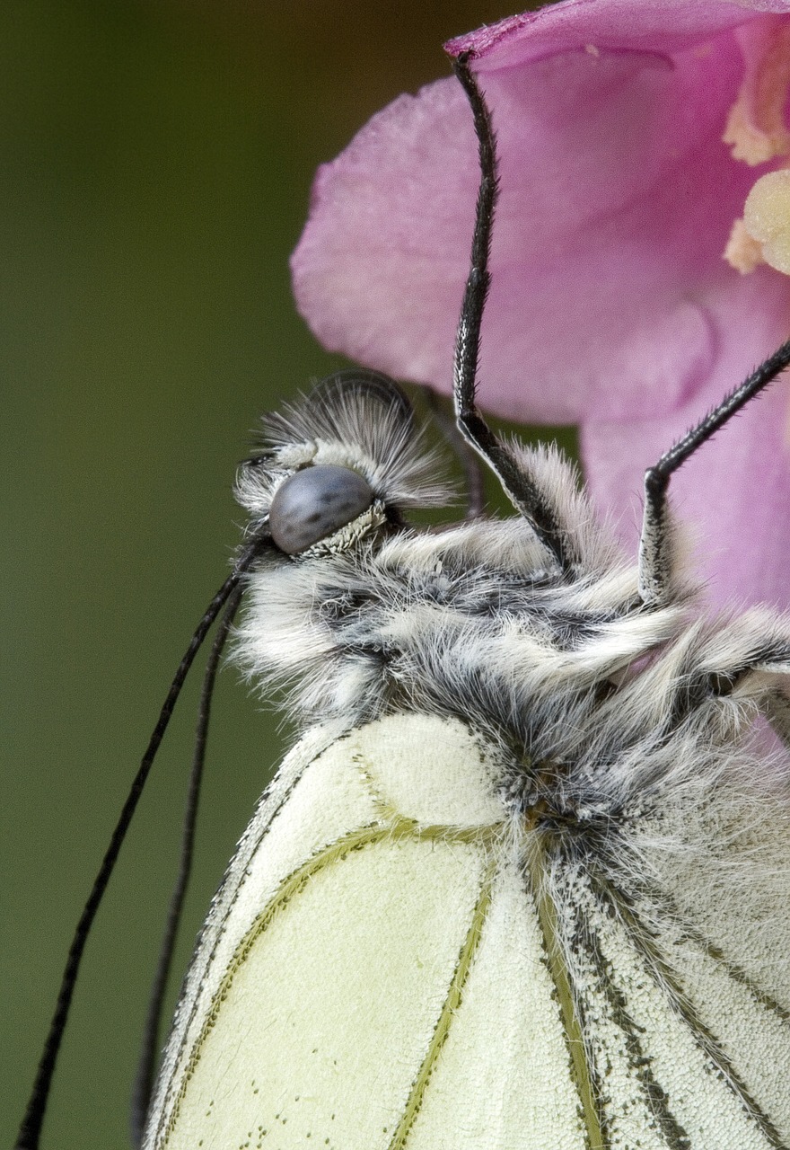 Image - butterfly close mac insect nature