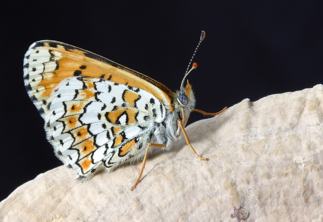 Image - butterfly close mac insect nature