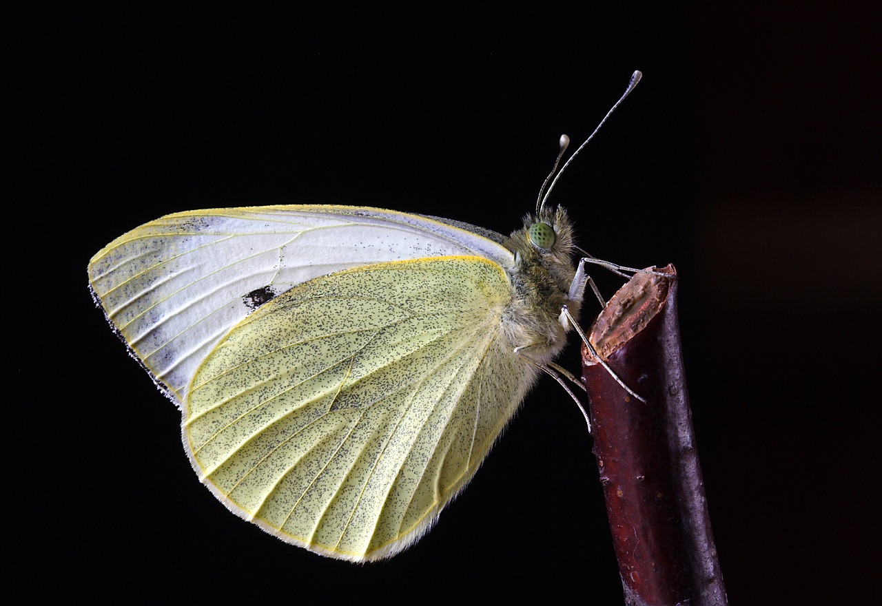 Image - butterfly close mac insect nature