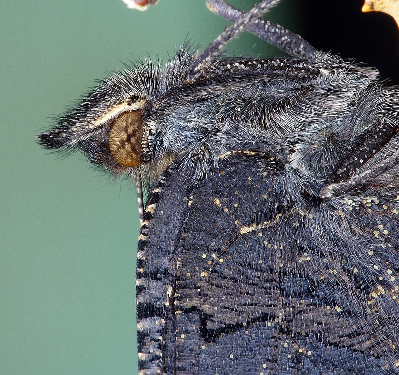 Image - butterfly close mac insect nature