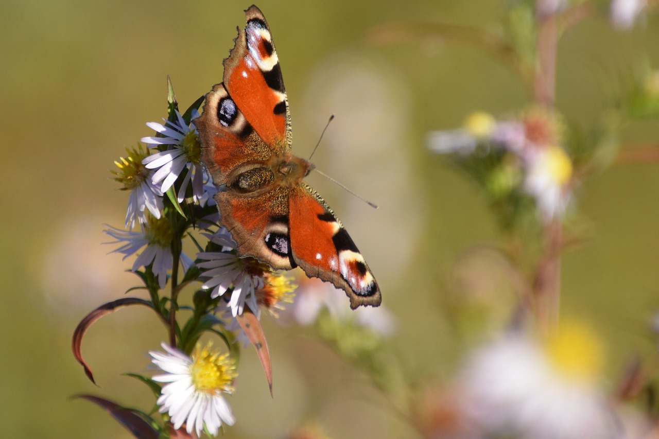 Image - butterfly peacock day fall color