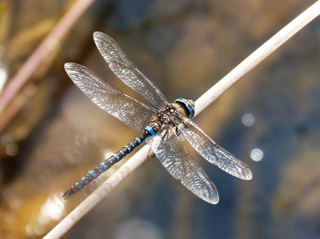 Image - dragonfly blue dragonfly