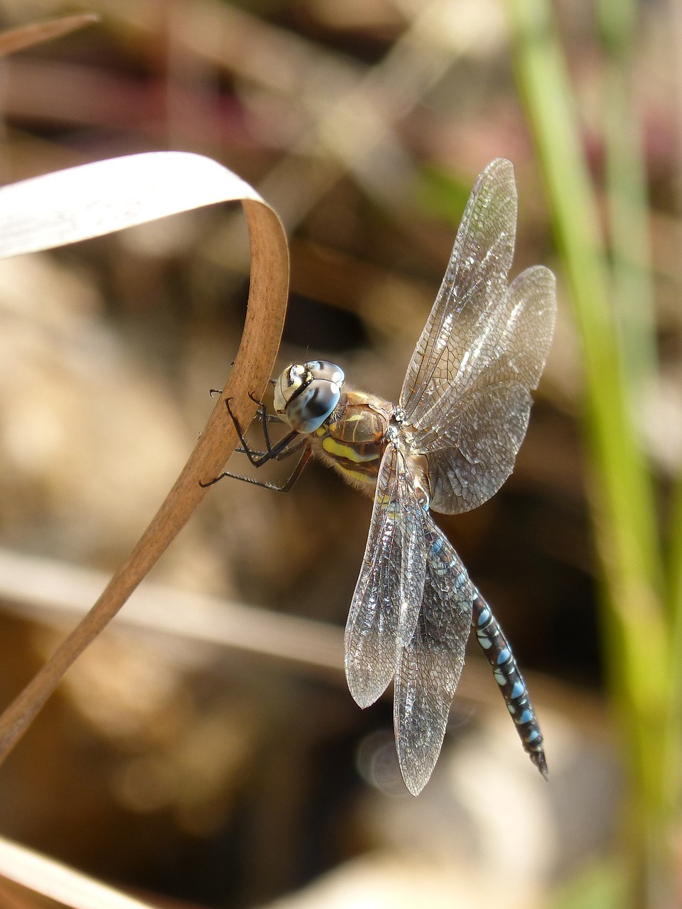 Image - dragonfly blue dragonfly