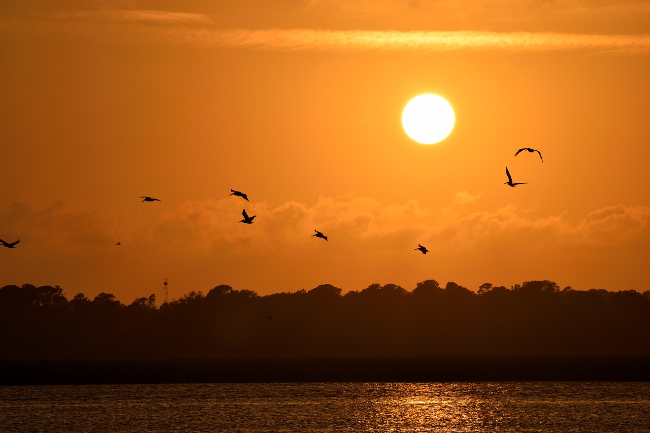 Image - sunset florida birds avian