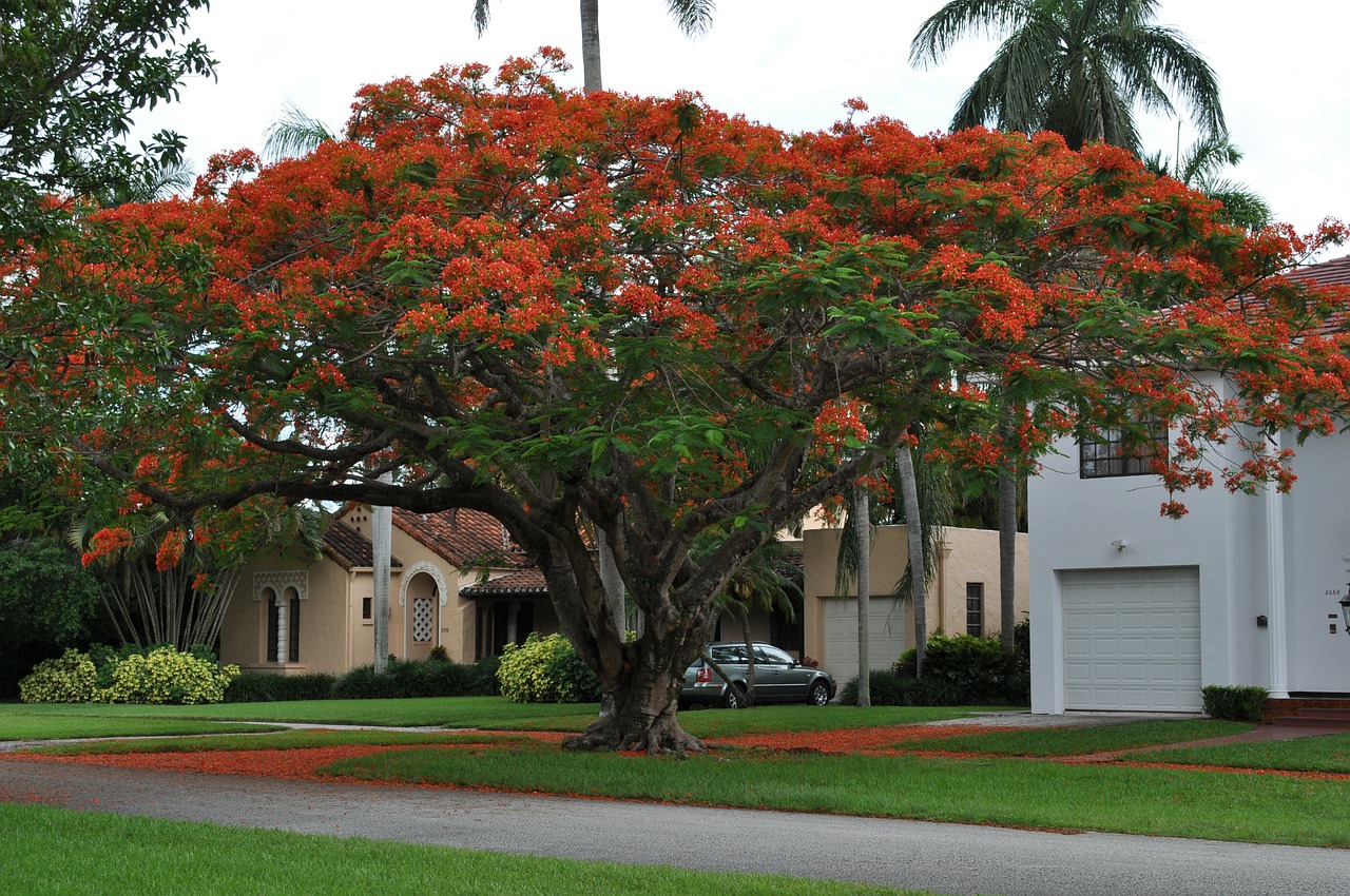 Image - flamboyant flowers red tree