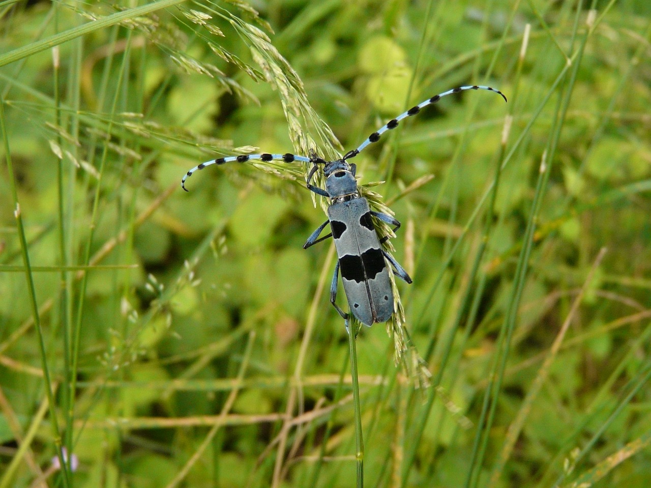 Image - nature beetle animal insect