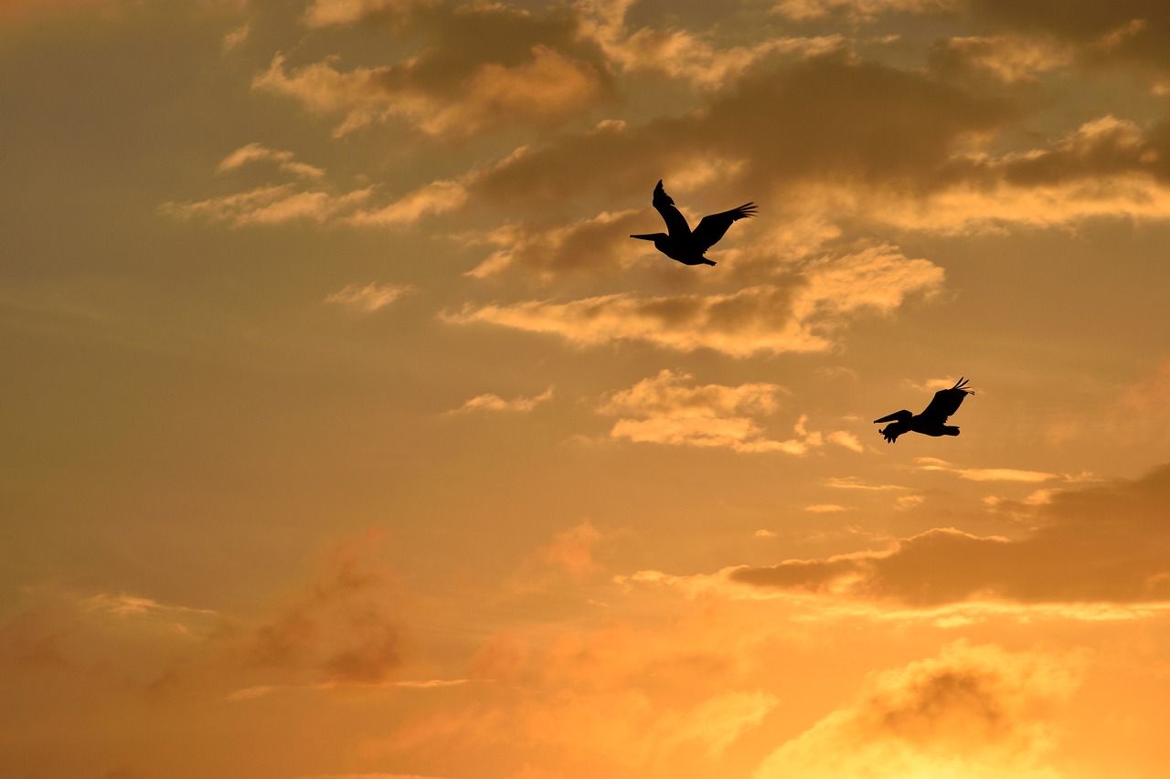 Image - sunset florida birds avian