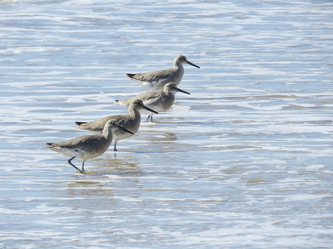 Image - sanderlings ocean tide