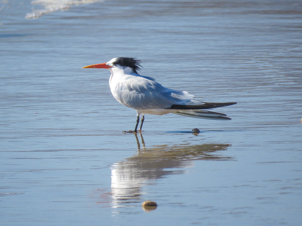 Image - royal tern ocean bird