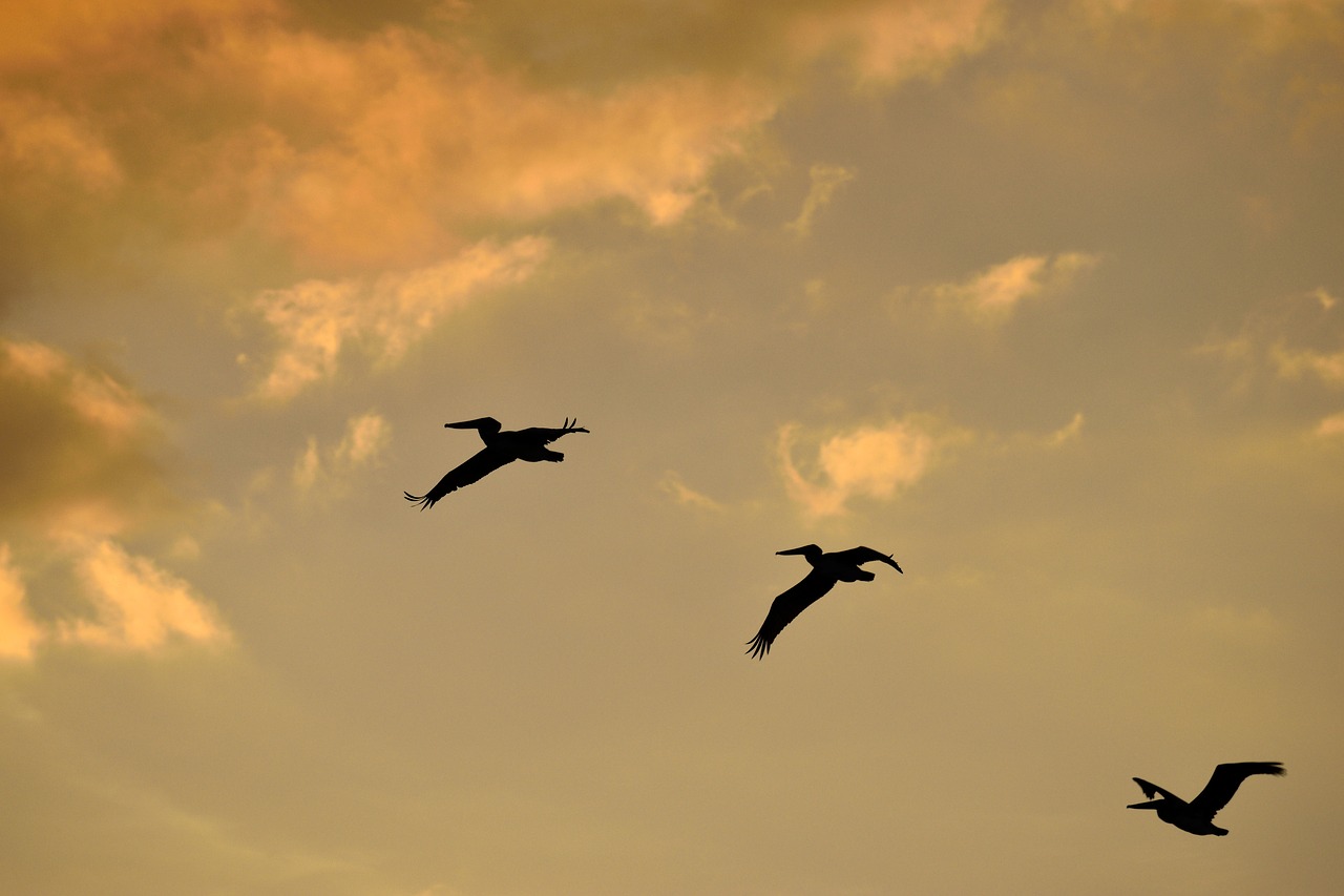 Image - sunset florida birds avian