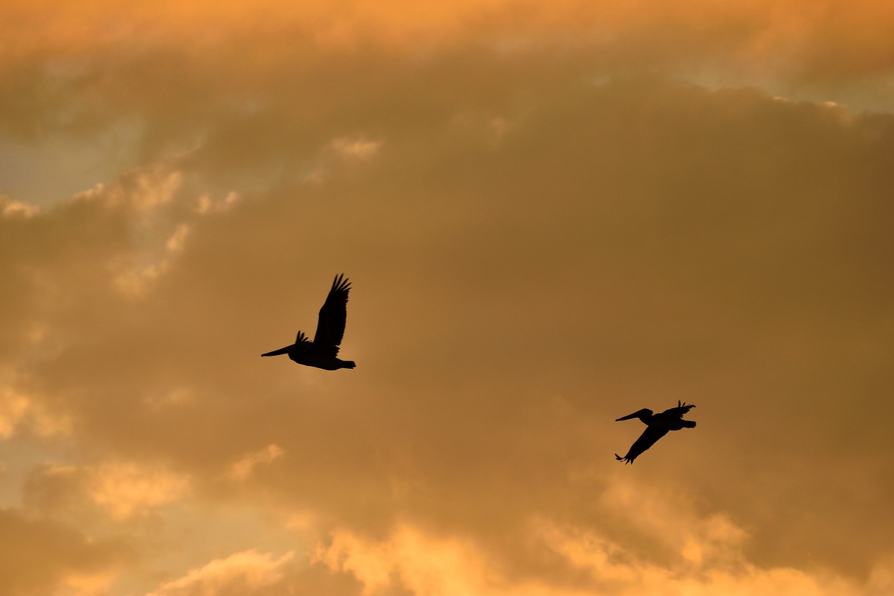 Image - sunset florida birds avian