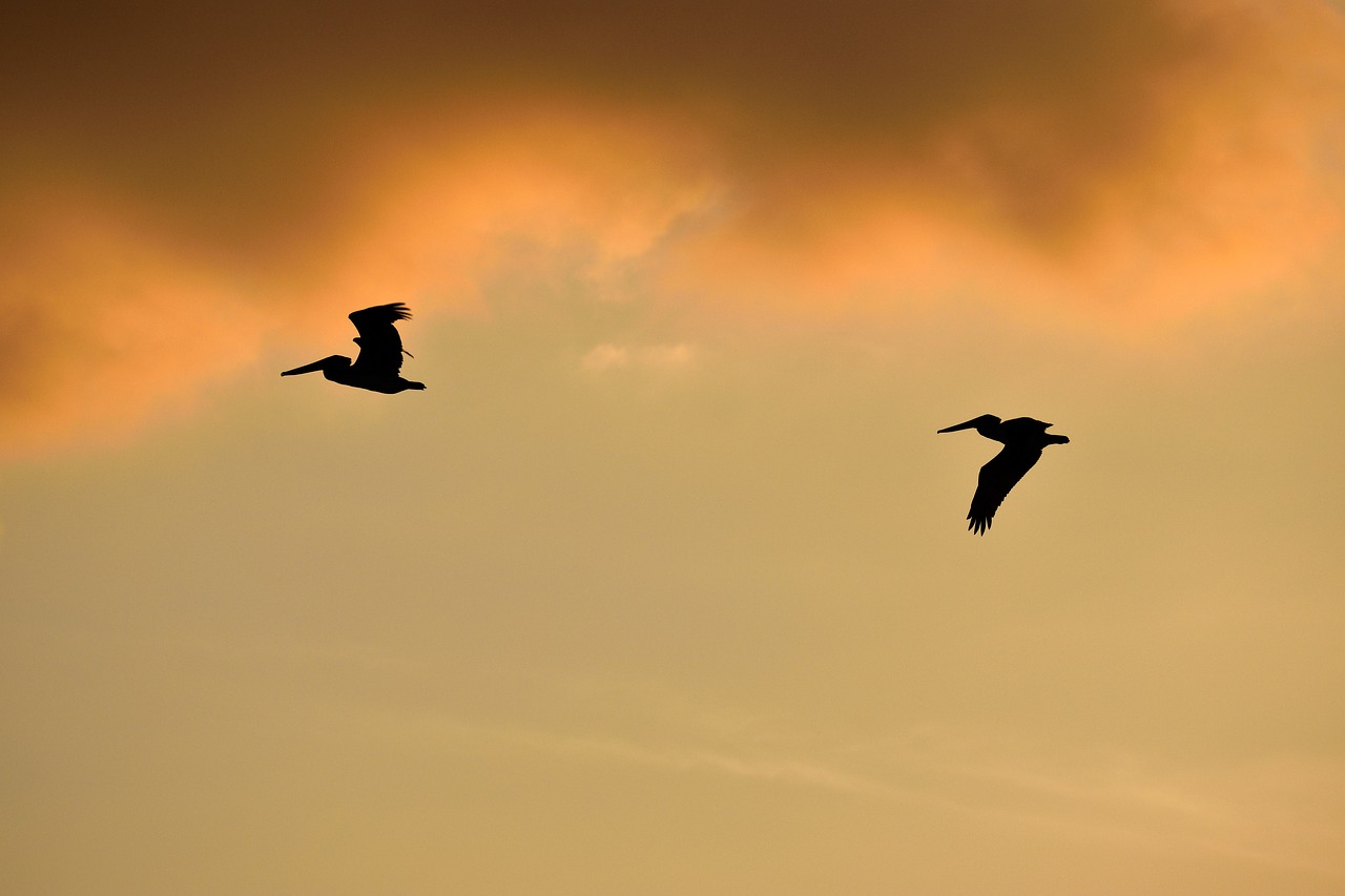 Image - sunset florida birds avian