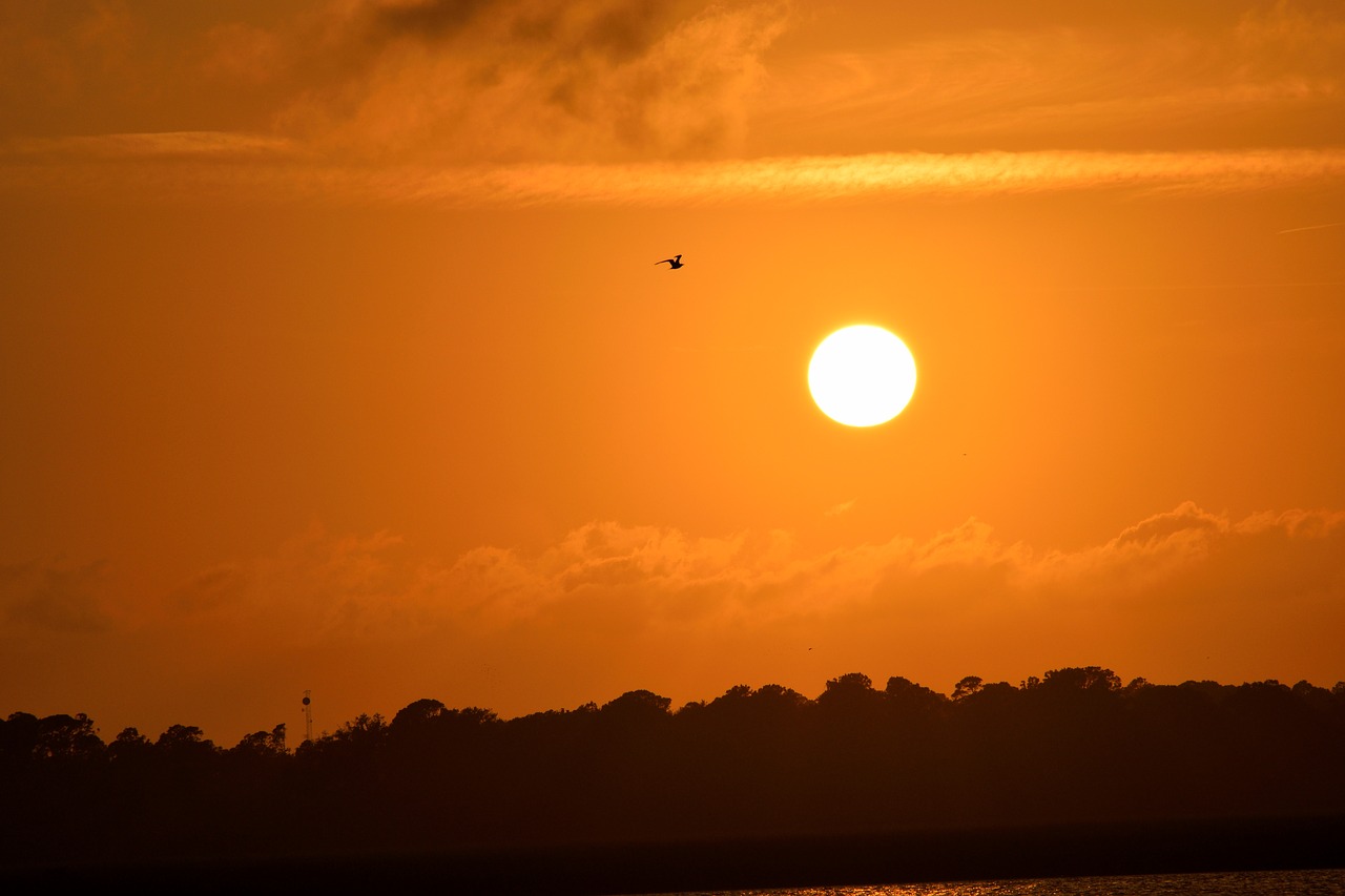 Image - sunset florida birds avian