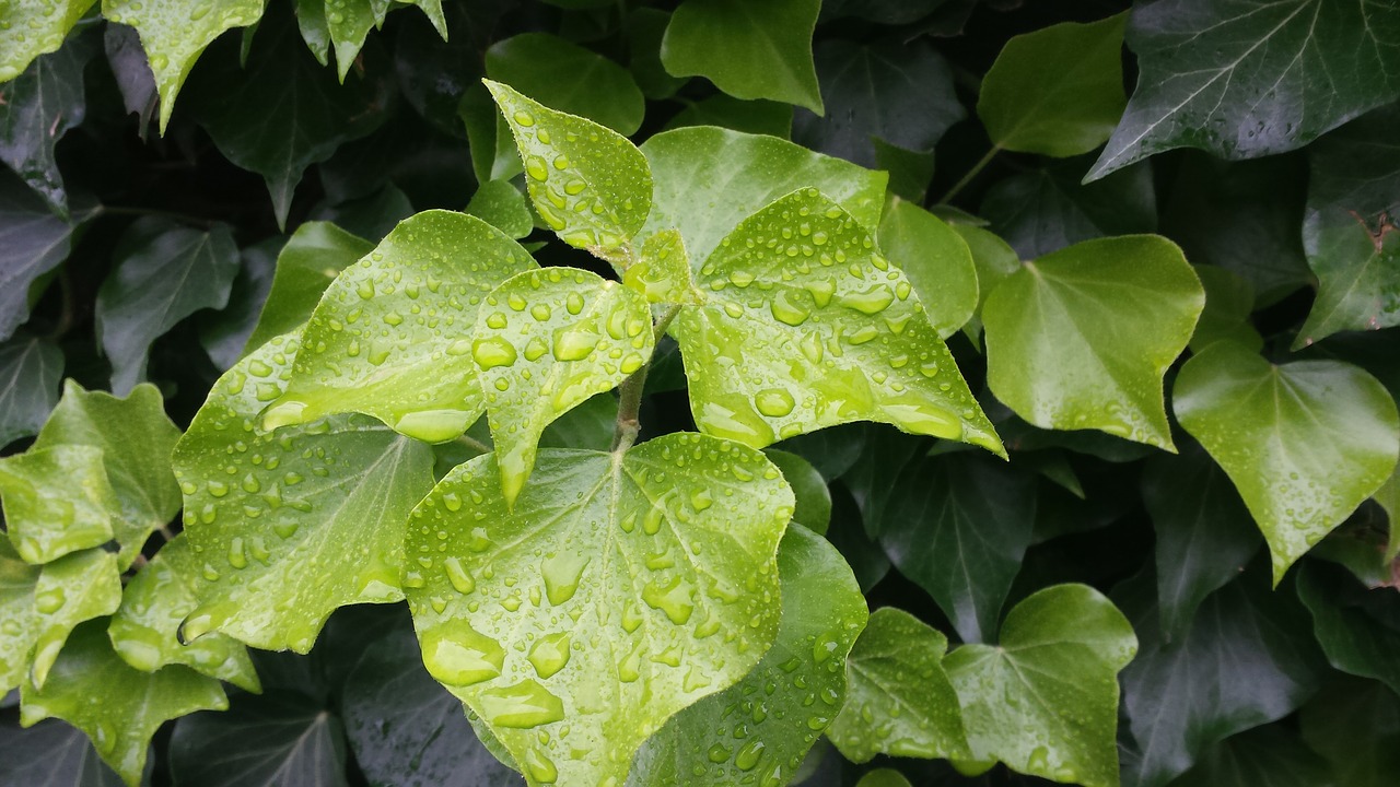 Image - leaves drop of water green frisch