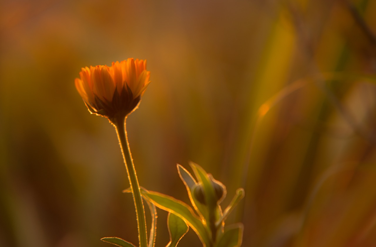 Image - sunset orange flower sky bright