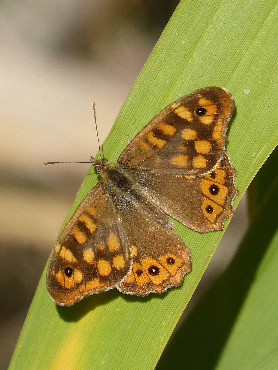 Image - butterfly saltacercas leaf butterfly