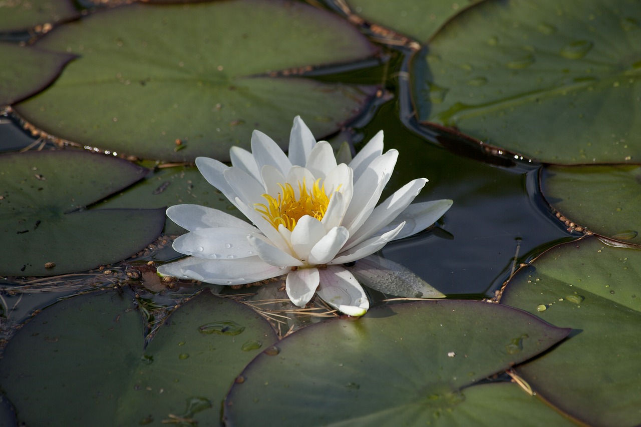 Image - nymphaea alba waterlily water plant