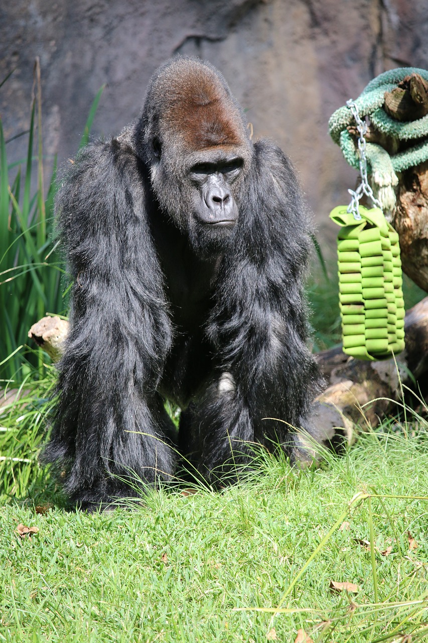 Image - paul gorilla zoo san diego