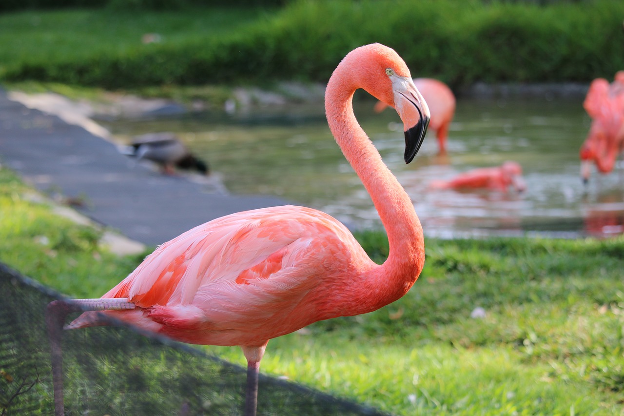 Image - flamingo san diego zoo bird