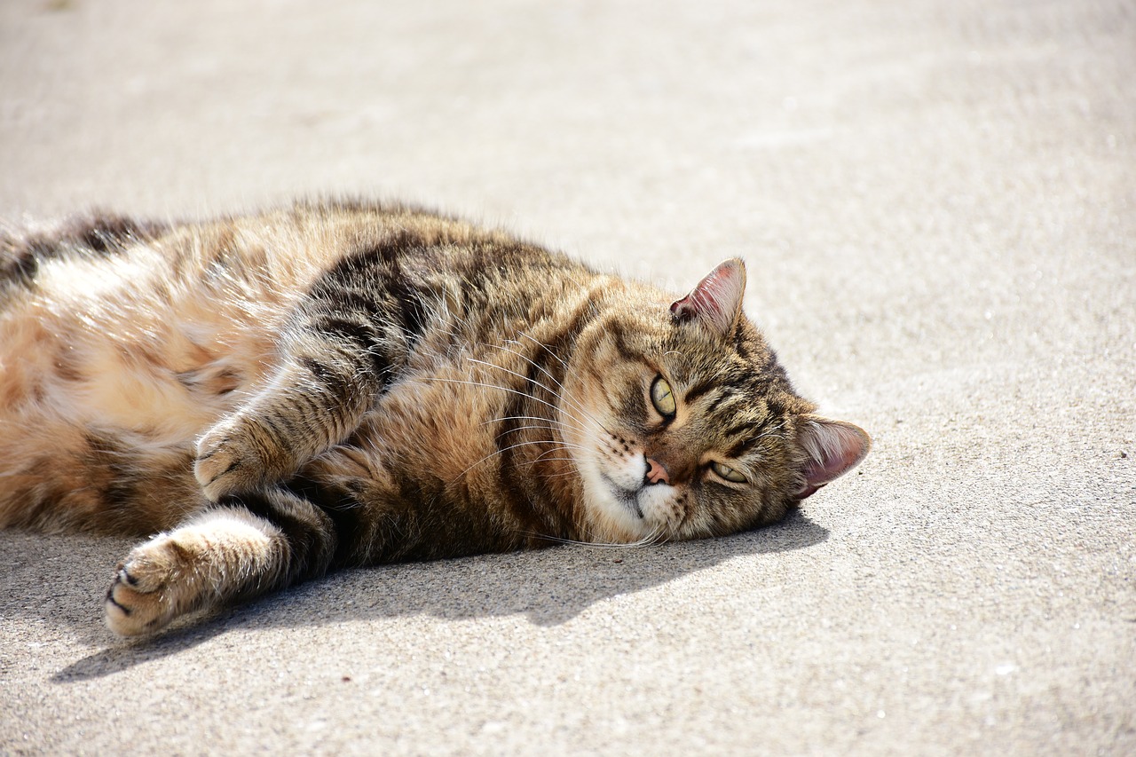 Image - cat feline animals portrait of cat