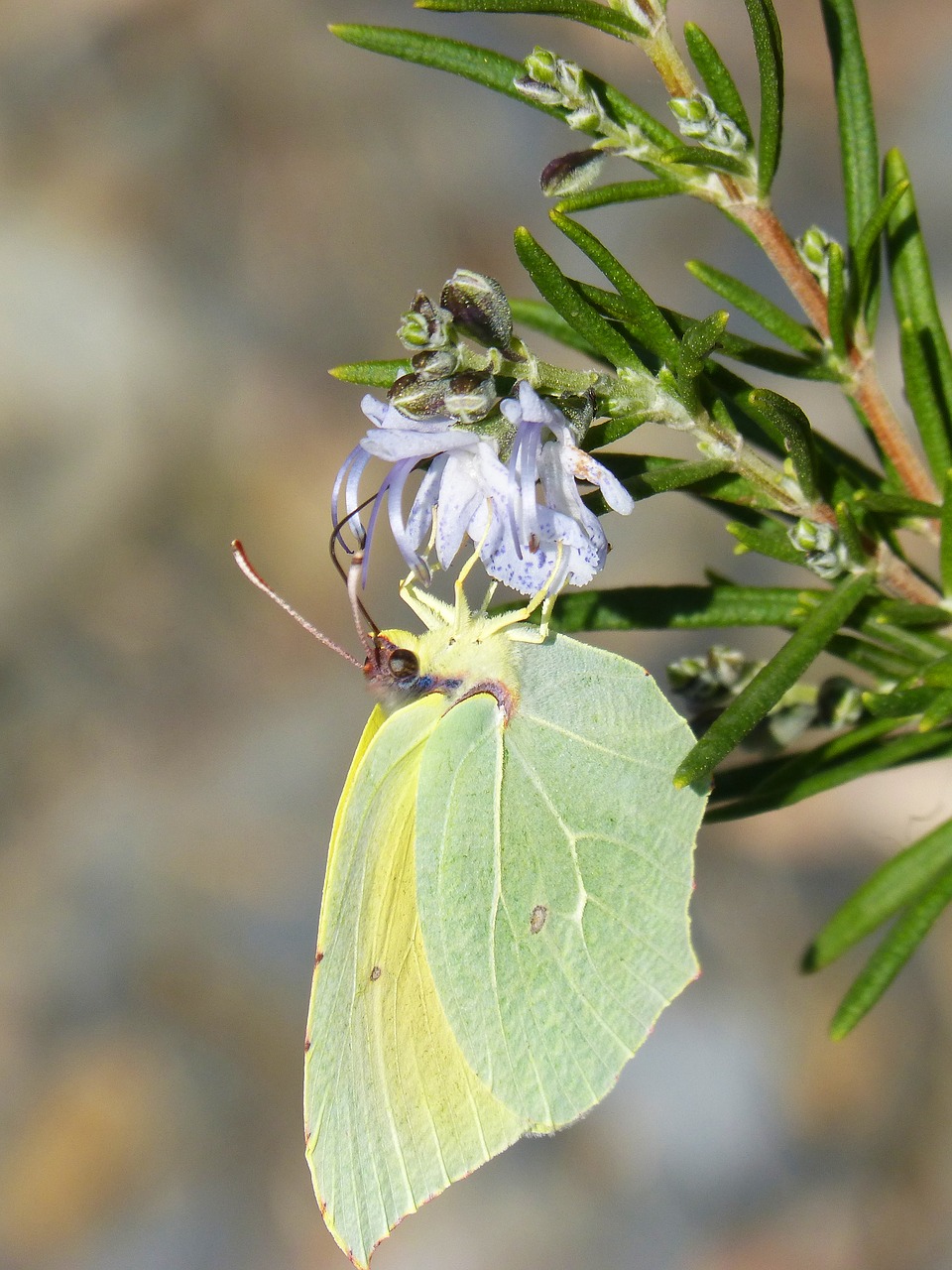 Image - butterfly cleopatra