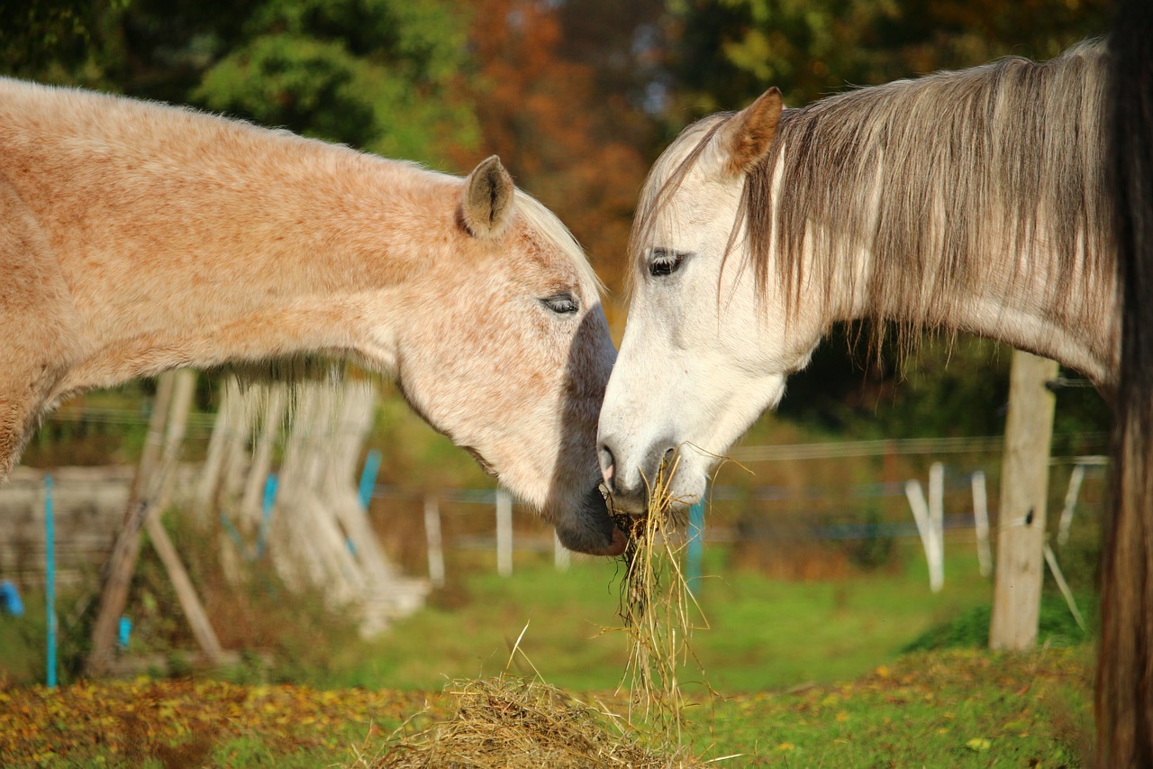 Image - horse mold thoroughbred arabian eat