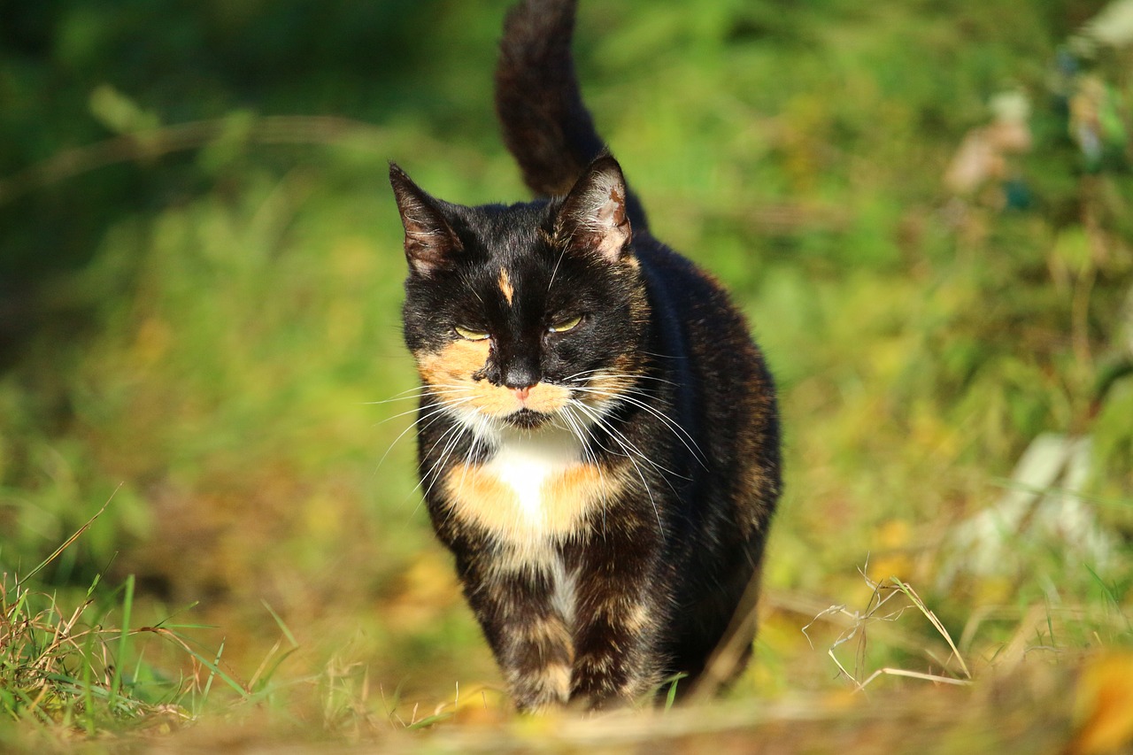 Image - cat mieze lucky cat three coloured