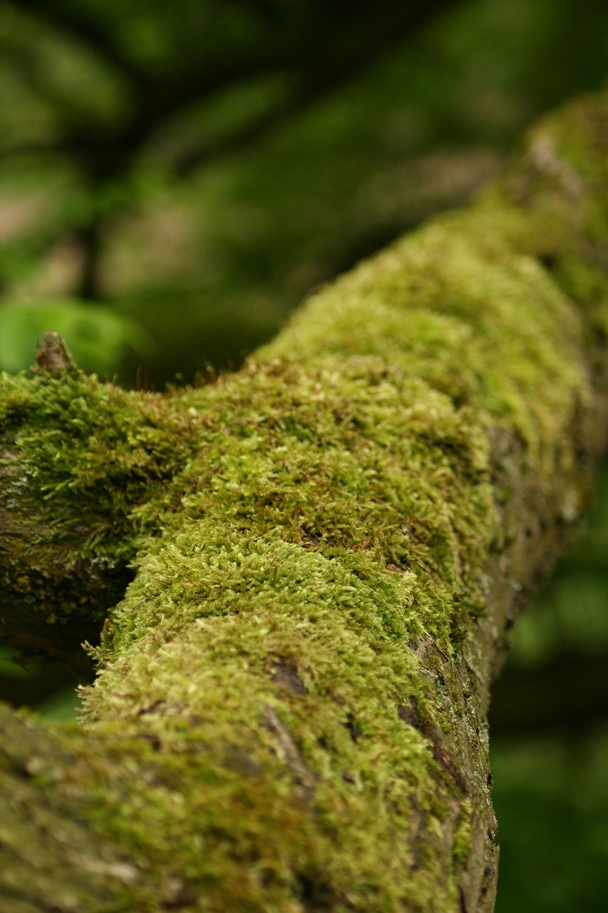 Image - tree moss tribe green forest log