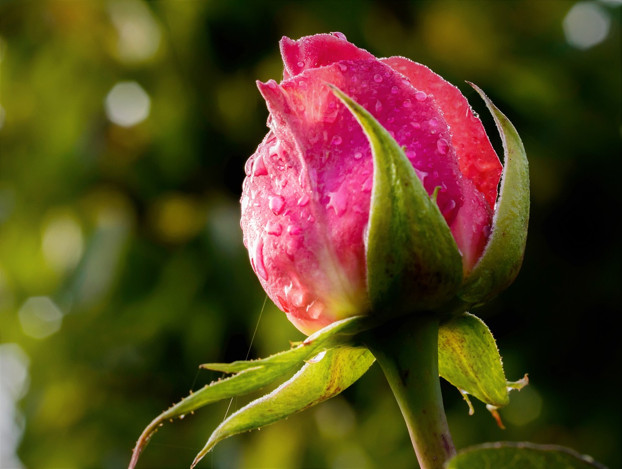Image - red rose rose rose petal blossom