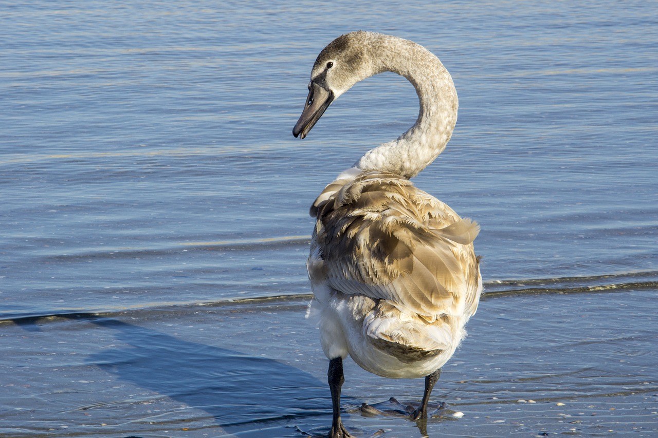 Image - swan great mal feather