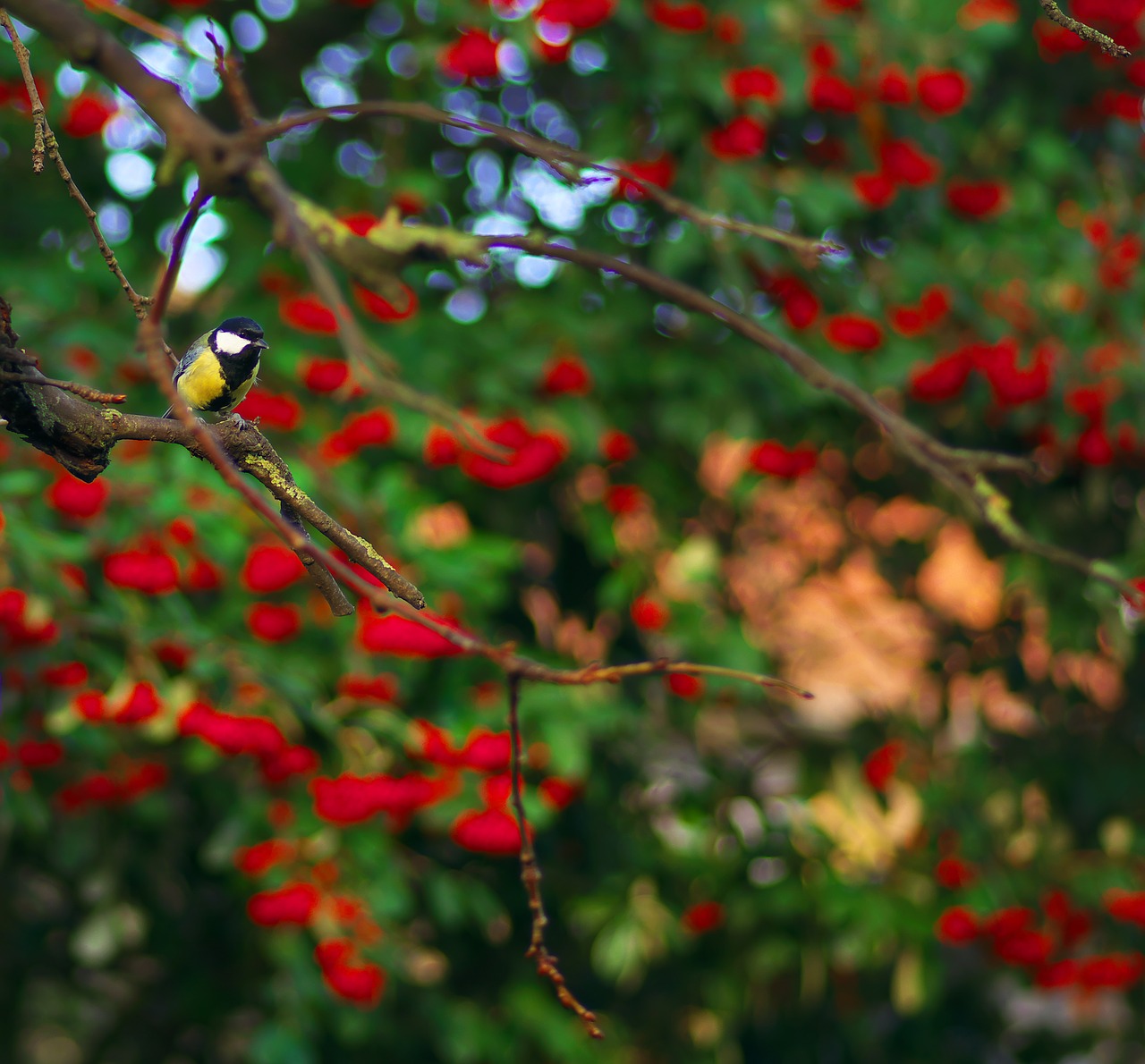 Image - tit december christmas tree