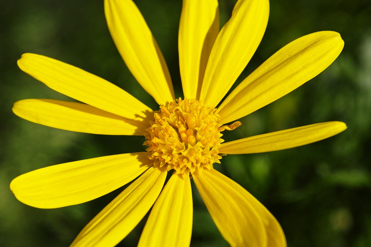 Image - flowers plant lily ops daisy daisy