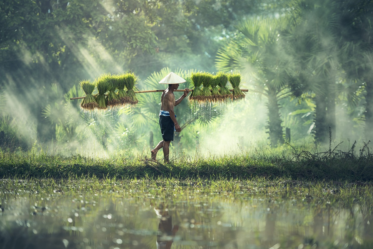 Image - agriculture asia cambodia grain