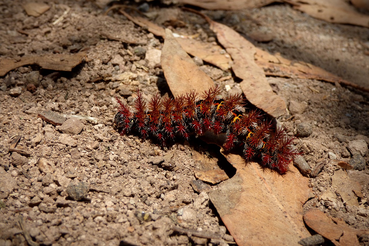 Image - cocoon caterpillar insect macro