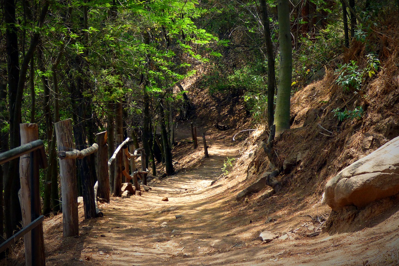 Image - forest trees trail path nature