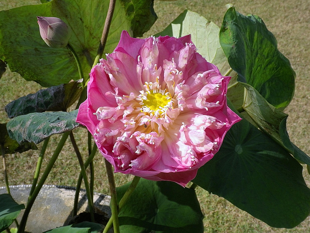 Image - lotus blossom bloom asia thailand