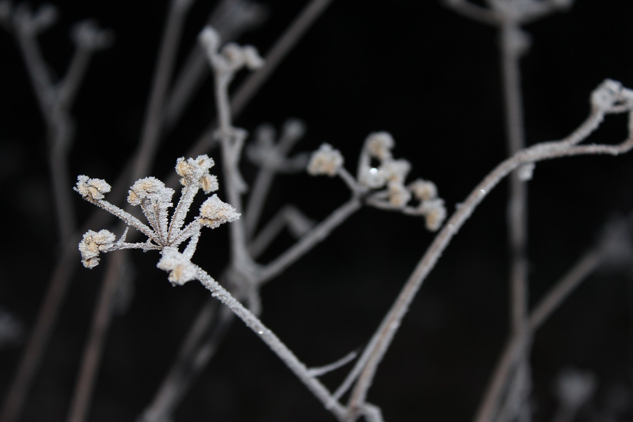 Image - winter frost chill tree snow