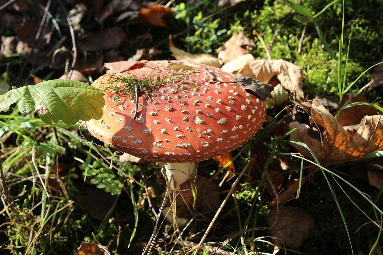 Image - autumn mushroom amanita forest