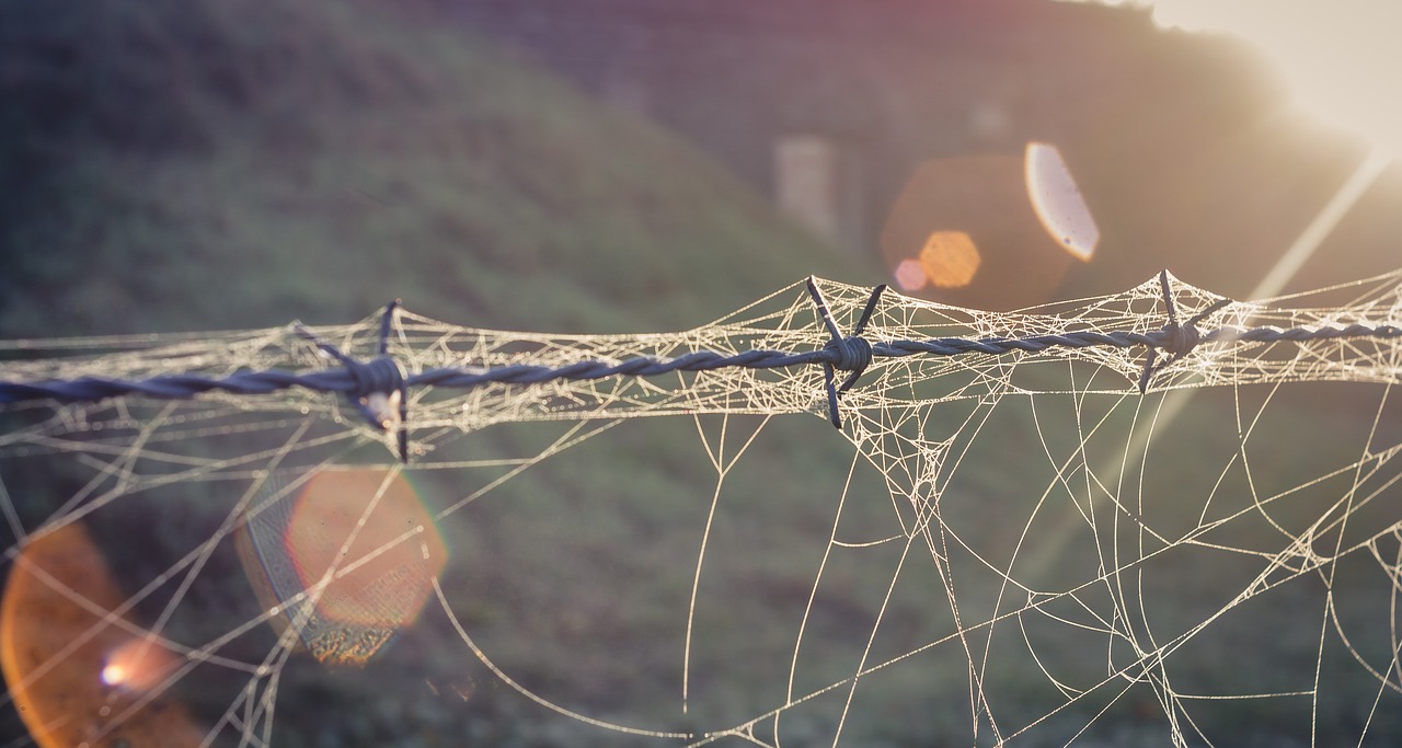 Image - barbed wire cobwebs dew drip water