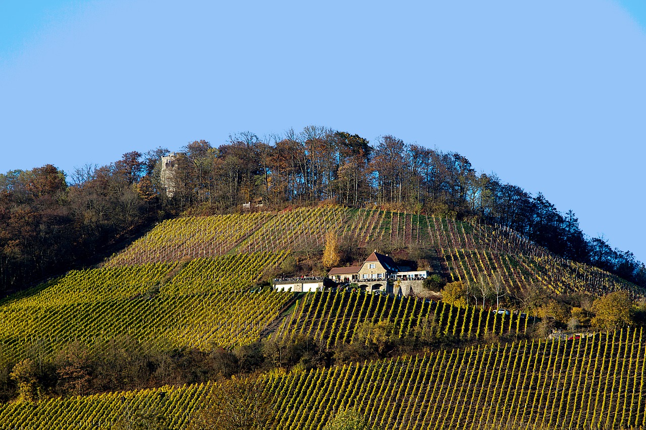 Image - autumn vineyard autumn mood
