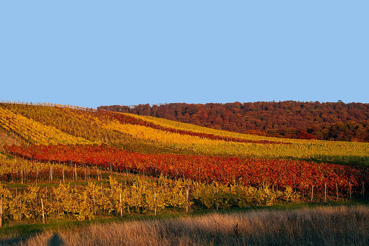 Image - autumn vineyard autumn mood