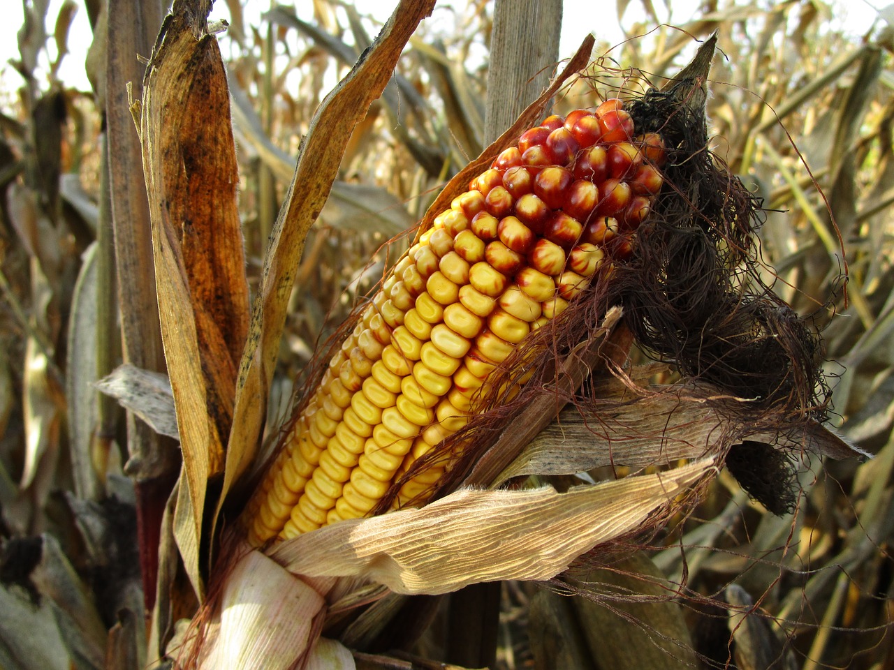 Image - corn corn on the cob fodder maize