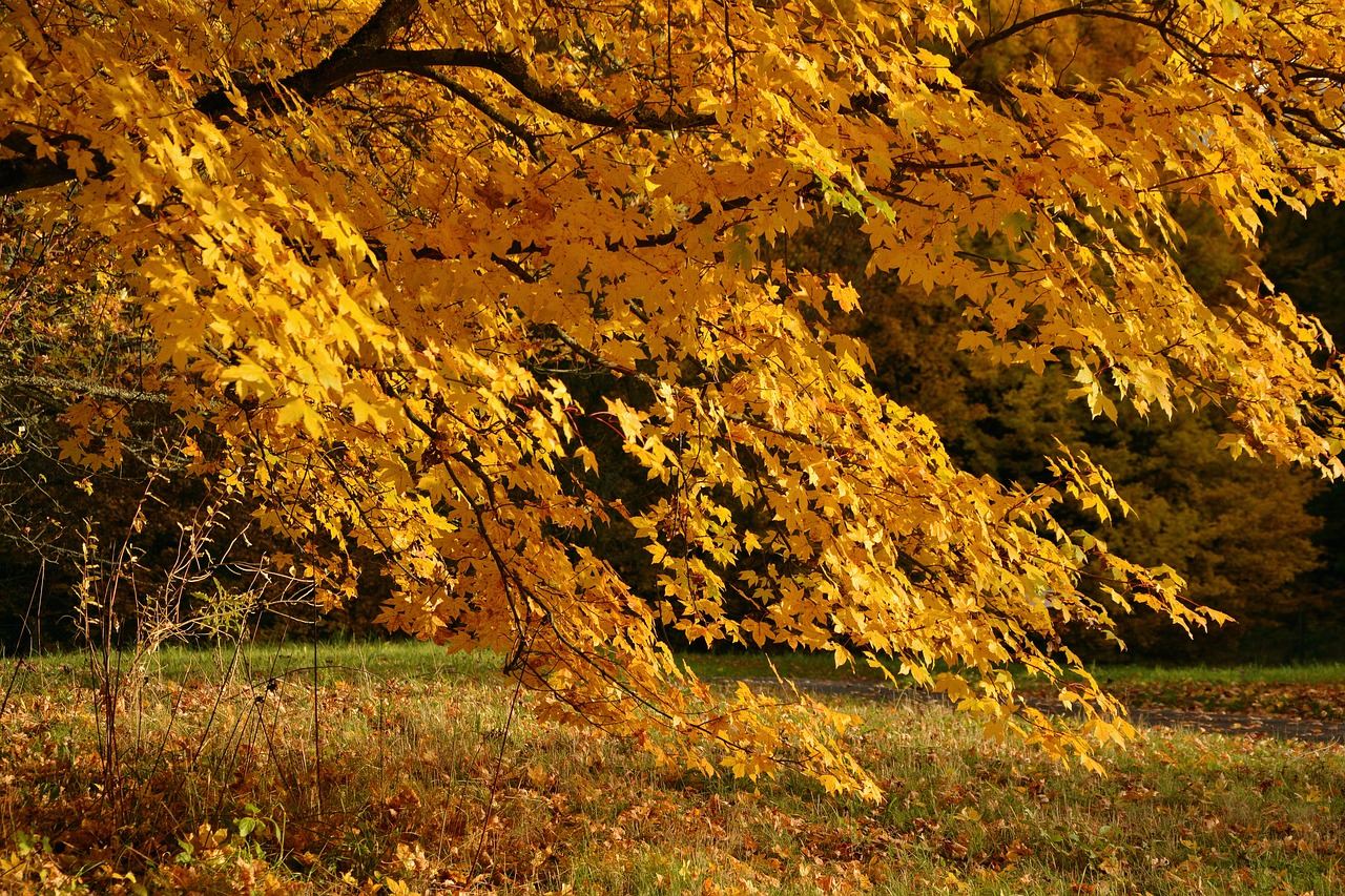 Image - autumn tree emerge autumn