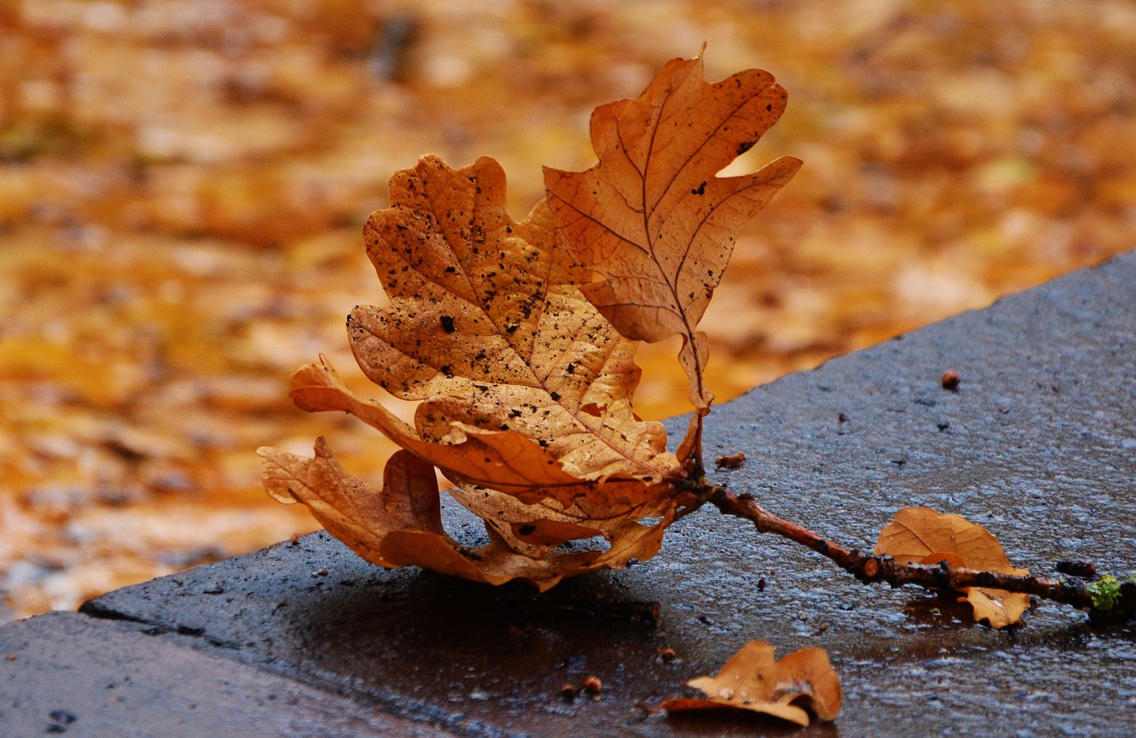 Image - autumn leaf oak leaf leaf fall