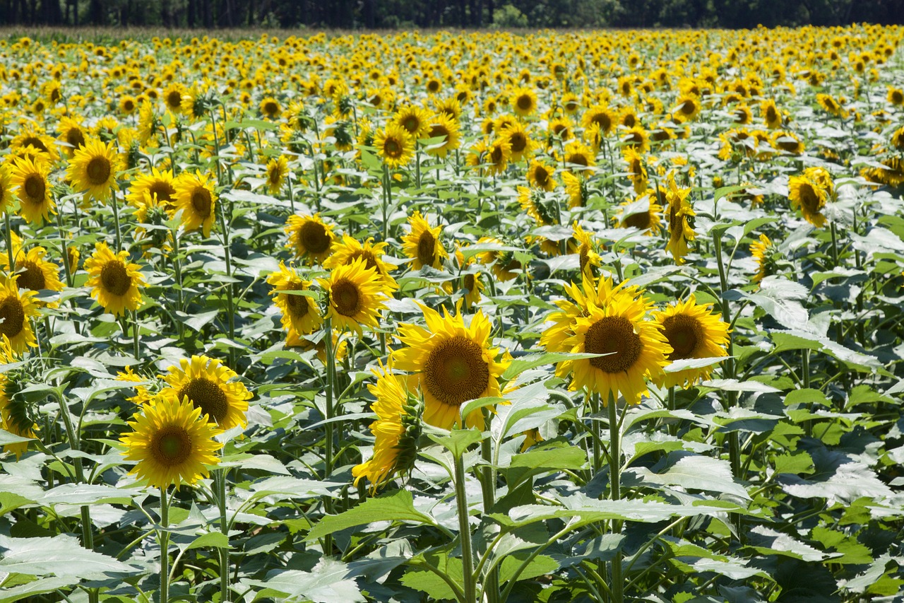 Image - sunflower flower pretty sun growth