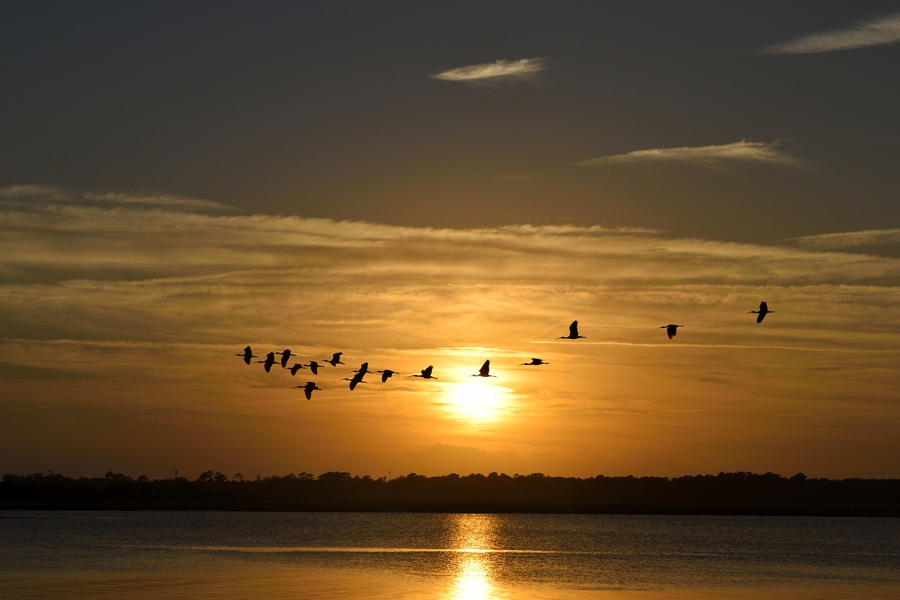 Image - sunset florida birds avian